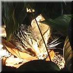 IMG_0233.JPG