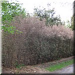 IMG_0563.JPG